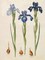 Iris xiphioides Poster Print by Johannes S. Holtzbecher - Item # VARPDX3AA2225